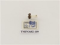 藏品(鞘翅目(2))的圖片